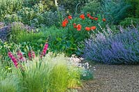 Montrant une section du jardin de gravier, y compris Gladiolus communis, Perovskia et Papaver oriental - Les jardins de Beth Chatto