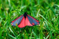 Un papillon cinabre se reposer dans l'herbe dans les jardins d'eau au printemps - Beth Chatto's Garden