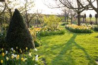 Parterres de printemps mixtes - Tulipa 'Juliette' et Narcisse 'Yellow Cheerfulness', 'Tripartite' et 'Waterperry'