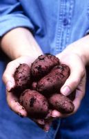 Mains tenant de nouvelles pommes de terre rouges 'Cherie'