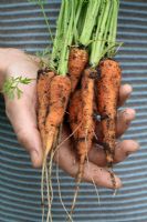 Daucus carota 'Chantenay' - Homme tenant un bouquet de carottes biologiques fraîchement cueillies