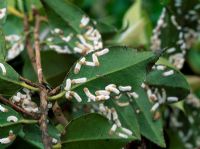 Pulvinaria floccifera - Échelle de coussin. Écailles femelles avec des masses d'oeufs sur le dessous des feuilles de camélia