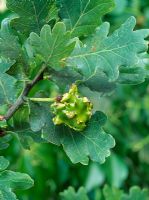 Andricus quercusradicis - Galle Knopper