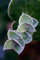 Nouvelles pousses de Parahebe perfoliata avec gel
