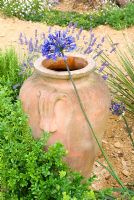 Pot en terre cuite entouré de plantations d'Agapanthus, de Buxus et de Lavandula dans le jardin des nénuphars du Dorset - Charme romantique au RHS Hampton Court Flower Show