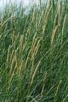 Ammophila arenaria - Marram Grass dans un environnement côtier de dunes de sable