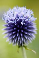 Echinops 'veitchs blue' juste en fleur