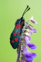 Zygaena filipendulae - Papillon à six points