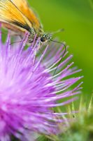 Thymelicus sylvestris - Petit papillon skipper nectar sur Onopordum acanthium - Chardon des champs