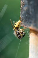 Vespula vulgaris - Guêpe mangeant une fourmi