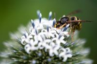 Vespula vulgaris - Guêpe se nourrissant d'Echinops spaerocephalus