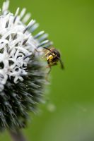 Vespula vulgaris - Guêpe se nourrissant d'Echinops spaerocephalus