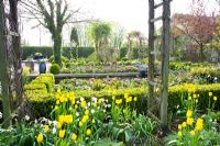 Parterres de printemps mixtes avec Bergenia, Narcissus et Tulipa