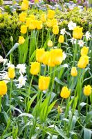 Tulipa 'Apeldoorn doré frangé'