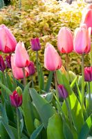 Tulipa 'Impression d'abricot'
