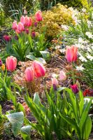 Tulipa 'Impression d'abricot' et Narcisse 'Thalia'