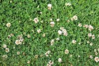 Trifolium repens - Trèfle blanc souvent considéré comme une mauvaise herbe sur la pelouse