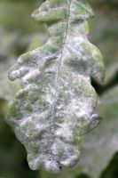 Microsphaera alphitodes - Oïdium montrant le gros plan des feuilles infectées