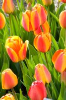 Tulipa 'Apeldoorns Elite'