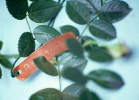 Étiquettes d'usine de cuivre liées à la plante rose