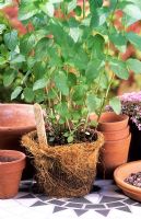 Pot en fibre naturelle contenant Mentha x piperita f. rubescens - Menthe poivrée noire