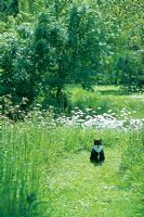 Chat dans un pré par une journée calme dans le jardin - Otley Hall, Suffolk