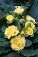 Primula Belarina Rosette 'Butter Yellow'