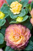 Primula Belarina Rosette 'Nectarine'