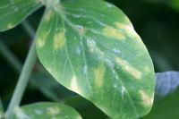 Peronospora viciae - mildiou du pois close up of upperside of leaf