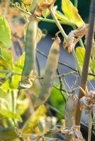 Pisum sativum - Gousses de pois laissées sur la plante pour les semences des prochaines années