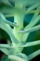 Brassica - Jeunes bourgeons germés apparaissant sur la plante en juillet
