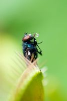 Mouche capturée dans Dionaea muscipula - Piège à mouches Vénus
