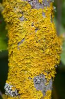 Lichen foliacé sur tronc d'arbre