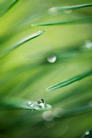 Gouttes de pluie sur les feuilles d'Euphorbia cyparissias 'Fens Ruby'