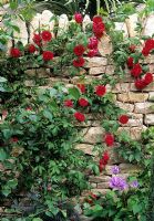 Rosa 'Pauls Scarlet' sur mur en pierre sèche