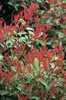 Photinia glabra 'Rubens' - Jeune feuillage