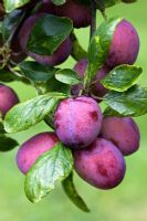 Prunus 'Czar' - Prunes