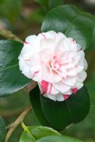 Camellia japonica 'Lavinia Maggi'