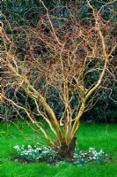 Branches torsadées de Salix erythroflexuosa underpalnted avec Galanthus - Woodpeckers, Warwickshire