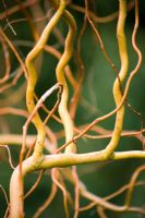 Branches torsadées de Salix erythroflexuosa
