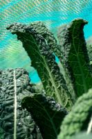 Brassica oleracea 'Nero di Toscana' - Chou noir biologique protégé contre les parasites avec filet