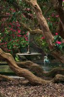 La fontaine et la piscine vues à travers les branches des Rhododendrons - Holker Hall, Cumbria