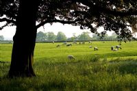 Vue de pâturage des moutons - l'ancien presbytère, Haselbech, Northamptonshire