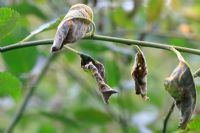 Melamposora spp - La rouille du saule peut faire flétrir et mourir les feuilles