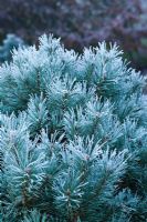 Pinus sylvestris 'Chantry Blue' recouvert de givre en hiver