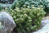 Pinus mugo 'Laarheide' en hiver - Pin nain