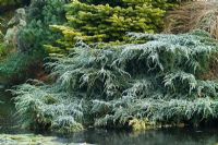 Juniperus squamata 'Blue Carpet' - Genévrier feuilleté s'étalant sur le bord de l'étang dans le jardin de John Massey à Ashwood Nurseries en hiver