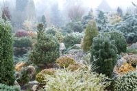 Conifères sur le jardin de rocaille dans le jardin de John Massey à Ashwood Nurseries en hiver