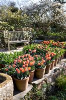Pots de variétés de tulipes, y compris Tulipa 'Prinses Irene', Tulipa 'Gavota' et Tulipa 'Abu Hassan' - Glebe Cottage