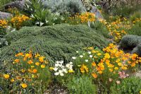 Eschscholzia californica - Parterre de fleurs mixtes avec des coquelicots californiens dans le jardin sec à Hyde Hall